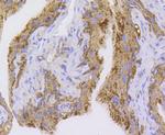 NLRP3 Antibody in Immunohistochemistry (Paraffin) (IHC (P))