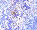 NLRP3 Antibody in Immunohistochemistry (Paraffin) (IHC (P))