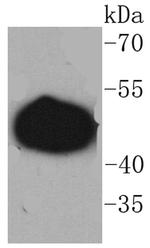 GAP43 Antibody in Western Blot (WB)