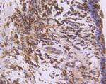 COX1 Antibody in Immunohistochemistry (Paraffin) (IHC (P))