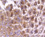 COX1 Antibody in Immunohistochemistry (Paraffin) (IHC (P))