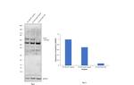 COX1 Antibody in Western Blot (WB)