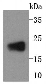 RhoA Antibody in Western Blot (WB)