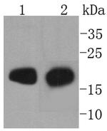 MYL2 Antibody in Western Blot (WB)