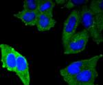 MUC1 Antibody in Immunocytochemistry (ICC/IF)