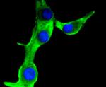 MUC1 Antibody in Immunocytochemistry (ICC/IF)