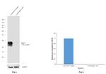 MUC1 Antibody