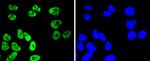 Phospho-MSK1 (Ser376) Antibody in Immunocytochemistry (ICC/IF)