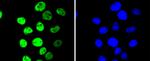 Phospho-MSK1 (Ser376) Antibody in Immunocytochemistry (ICC/IF)