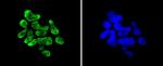 Phospho-MSK1 (Ser376) Antibody in Immunocytochemistry (ICC/IF)