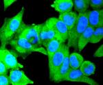 IKK alpha/beta Antibody in Immunocytochemistry (ICC/IF)