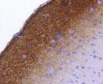 Phospho-Synapsin 1 (Ser9) Antibody in Immunohistochemistry (Paraffin) (IHC (P))