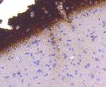 Phospho-Synapsin 1 (Ser9) Antibody in Immunohistochemistry (Paraffin) (IHC (P))