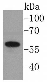 Angiopoietin 1 Antibody in Western Blot (WB)