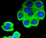 Phospho-SIRT1 (Ser47) Antibody in Immunocytochemistry (ICC/IF)