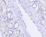 Phospho-SIRT1 (Ser47) Antibody in Immunohistochemistry (Paraffin) (IHC (P))