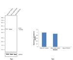 ATG5 Antibody in Western Blot (WB)