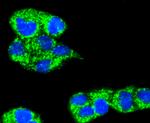 TNFAIP3 Antibody in Immunocytochemistry (ICC/IF)