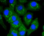 TNFAIP3 Antibody in Immunocytochemistry (ICC/IF)