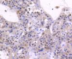 HNF4A Antibody in Immunohistochemistry (Paraffin) (IHC (P))