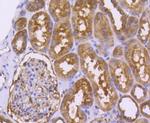 DJ-1 Antibody in Immunohistochemistry (Paraffin) (IHC (P))