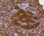 DJ-1 Antibody in Immunohistochemistry (Paraffin) (IHC (P))