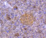 DJ-1 Antibody in Immunohistochemistry (Paraffin) (IHC (P))