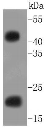 GST Tag Antibody in Western Blot (WB)