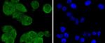 PP2A alpha/beta Antibody in Immunocytochemistry (ICC/IF)