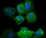 CD49b (Integrin alpha 2) Antibody in Immunocytochemistry (ICC/IF)