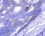 CD49b (Integrin alpha 2) Antibody in Immunohistochemistry (Paraffin) (IHC (P))