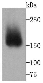 CD49b (Integrin alpha 2) Antibody in Western Blot (WB)