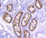 ACE2 Antibody in Immunohistochemistry (Paraffin) (IHC (P))