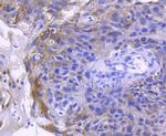 ACE2 Antibody in Immunohistochemistry (Paraffin) (IHC (P))