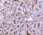 ACE2 Antibody in Immunohistochemistry (Paraffin) (IHC (P))