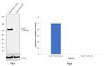 ACE2 Antibody