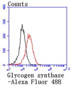 GYS1 Antibody in Flow Cytometry (Flow)