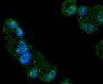 GYS1 Antibody in Immunocytochemistry (ICC/IF)