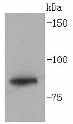 GYS1 Antibody in Western Blot (WB)