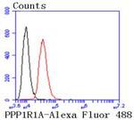 PPP1R1A Antibody in Flow Cytometry (Flow)