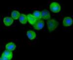 PPP1R1A Antibody in Immunocytochemistry (ICC/IF)