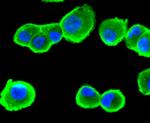 CD13 Antibody in Immunocytochemistry (ICC/IF)