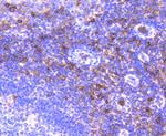 CD13 Antibody in Immunohistochemistry (Paraffin) (IHC (P))