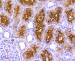 CD13 Antibody in Immunohistochemistry (Paraffin) (IHC (P))