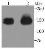 CD13 Antibody in Western Blot (WB)