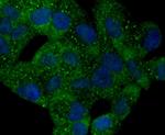 PYCARD Antibody in Immunocytochemistry (ICC/IF)