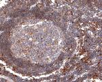 PYCARD Antibody in Immunohistochemistry (Paraffin) (IHC (P))