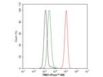 PYCARD Antibody in Immunohistochemistry (Paraffin) (IHC (P))