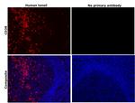 CD38 Antibody in Immunohistochemistry (Paraffin) (IHC (P))