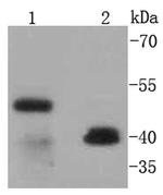 CD38 Antibody in Western Blot (WB)